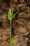 Eastern woodland sedge